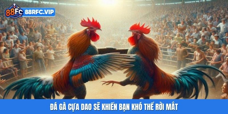 Đá gà cựa dao sẽ khiến bạn khó thể rời mắt
