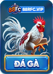 đá gà 88FC
